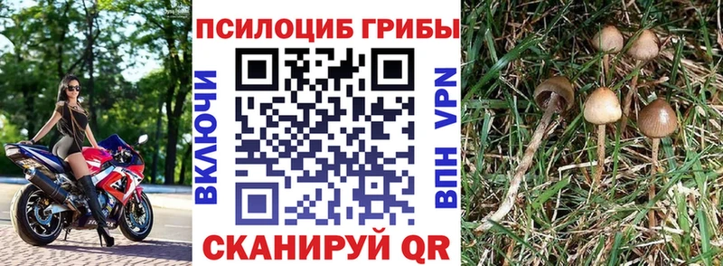 Галлюциногенные грибы Psilocybe  Купить  Кириллов 